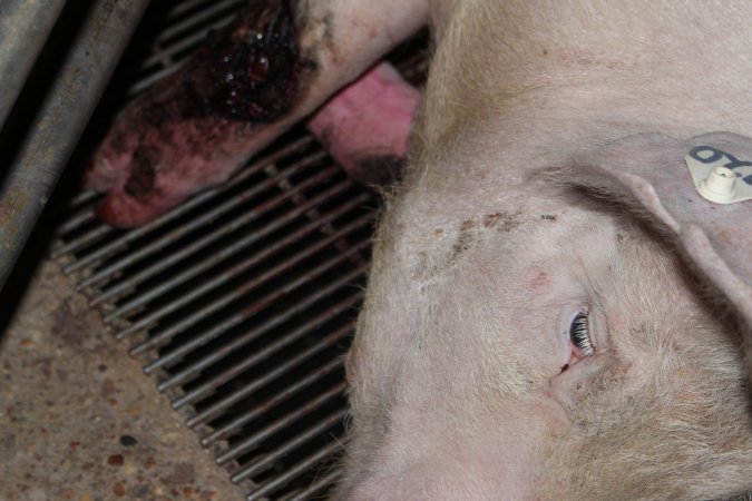 Injured sow in crate