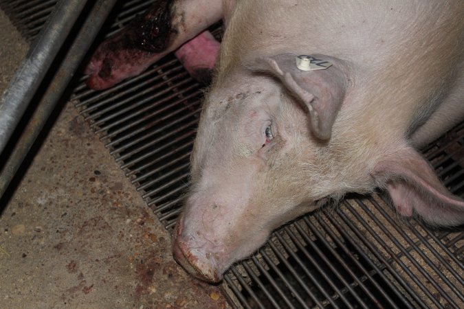 Injured sow in crate