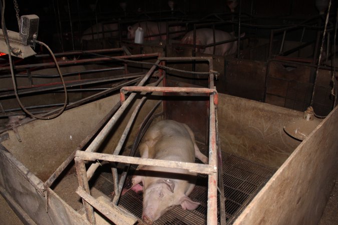 Injured sow in crate