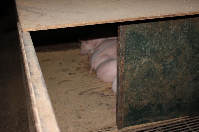 Weaner pen at Springview Piggery NSW