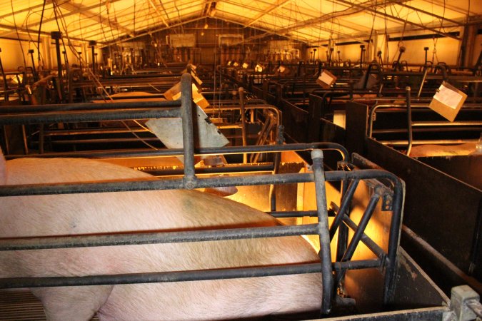 Farrowing crates at Corowa Piggery NSW