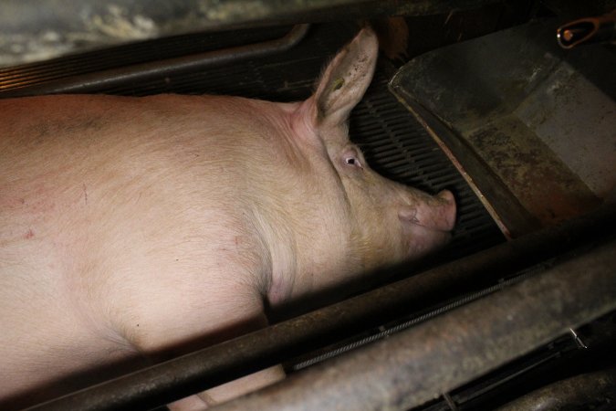 Farrowing crates at Corowa Piggery NSW