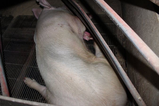 Injured sow in crate