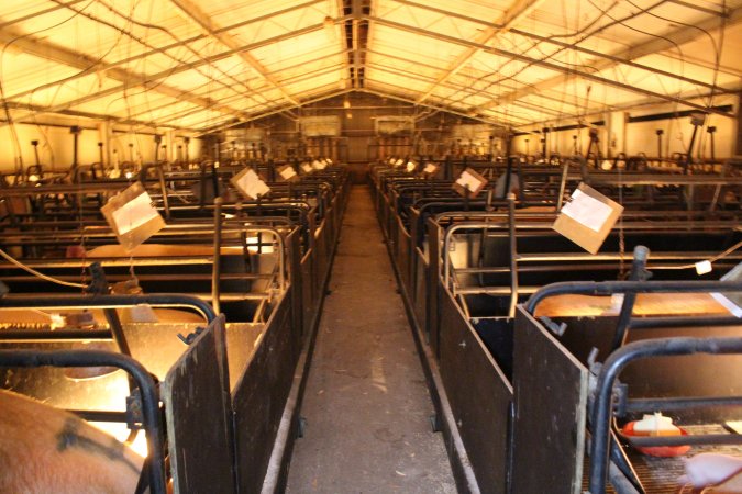 Looking down aisle of farrowing shed