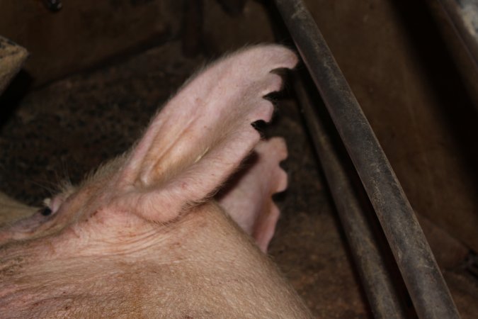 Farrowing crates at Springview Piggery NSW