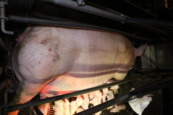 Farrowing crates at Corowa Piggery NSW