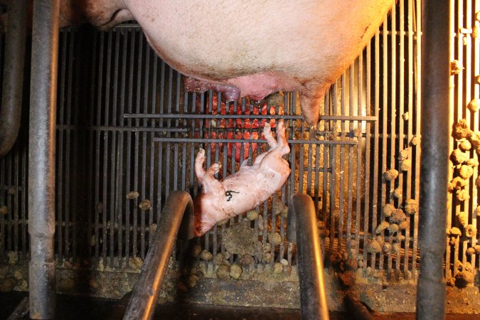 Stillborn piglet
