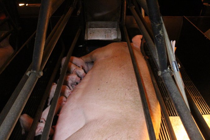 Farrowing crates at Corowa Piggery NSW