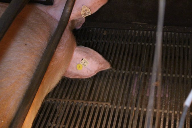 Farrowing crates at Corowa Piggery NSW