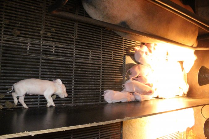 Dead piglet in farrowing crate