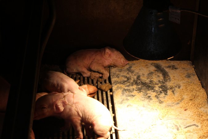 Dead piglet in farrowing crate