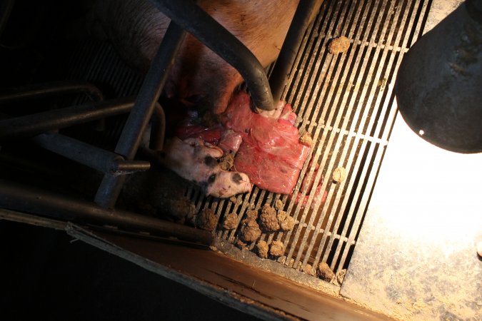 Dead piglet - stillborn
