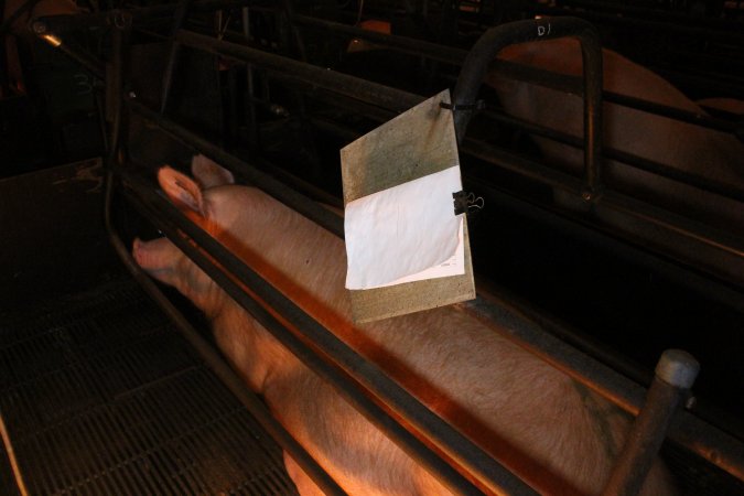 Farrowing crates at Corowa Piggery NSW