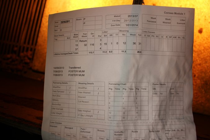 Farrowing record identifying Corowa as location