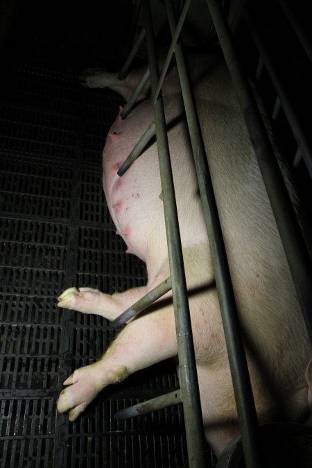 Farrowing crates at Brentwood Piggery QLD