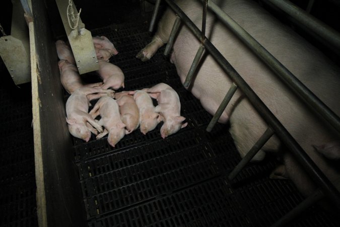 Farrowing crates at Brentwood Piggery QLD