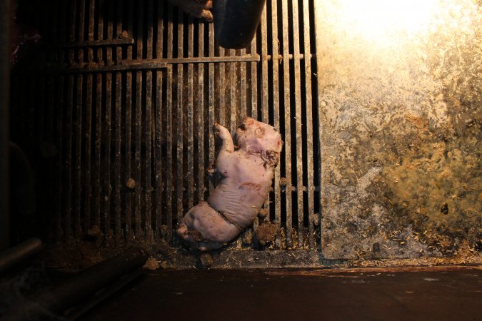 Stillborn piglet