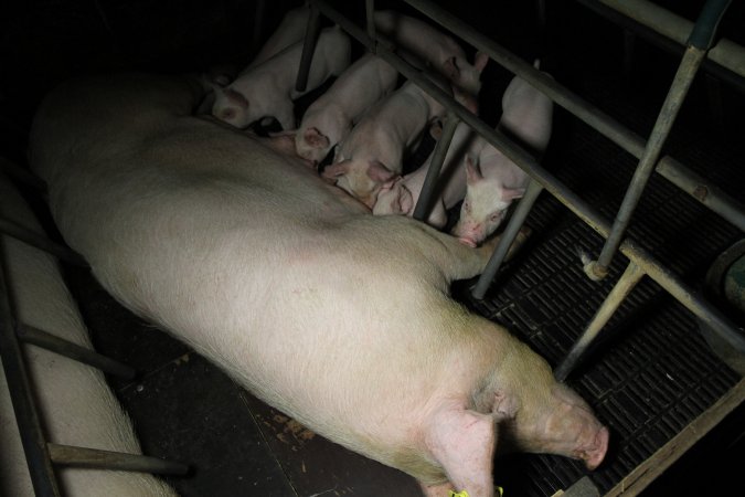 Farrowing crates at Brentwood Piggery QLD