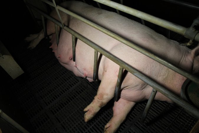 Farrowing crates at Brentwood Piggery QLD