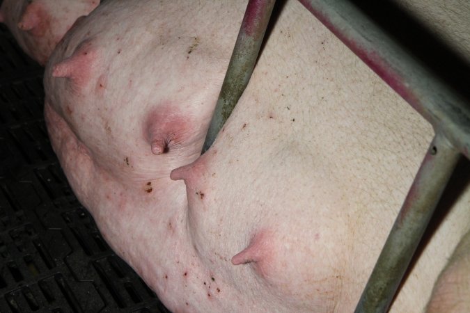 Farrowing crates at Brentwood Piggery QLD