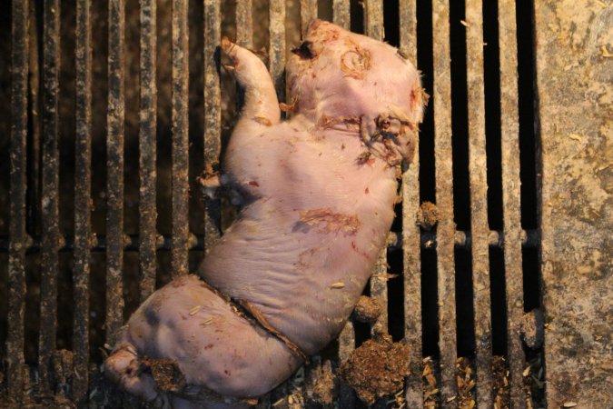 Stillborn piglet