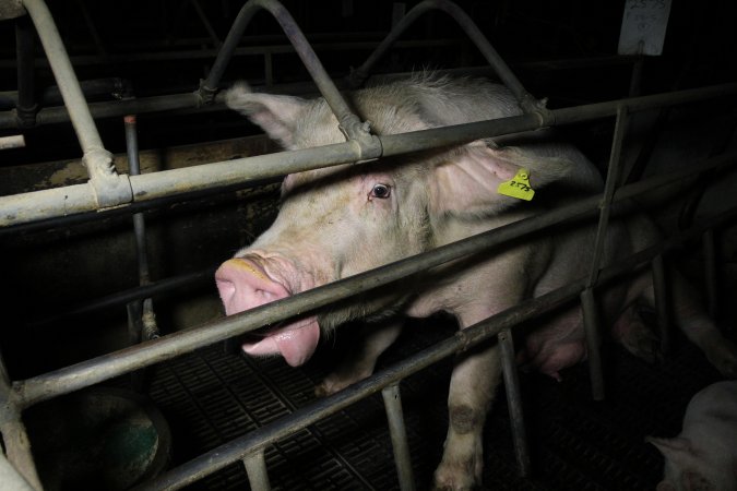 Farrowing crates at Brentwood Piggery QLD