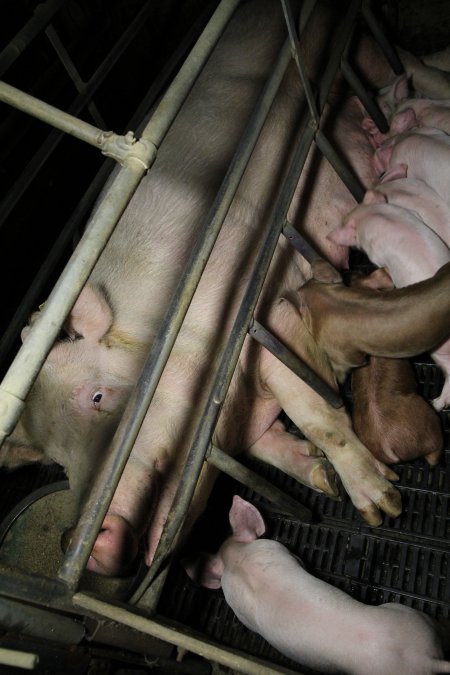 Farrowing crates at Brentwood Piggery QLD