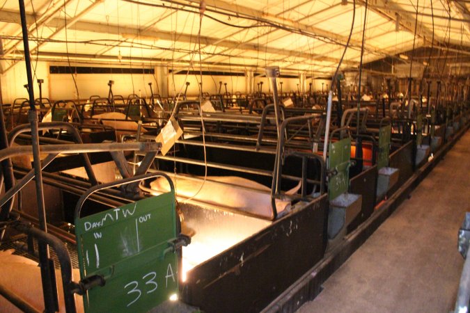 Looking across farrowing shed
