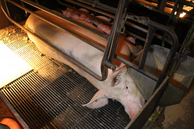 Farrowing crates at Corowa Piggery NSW