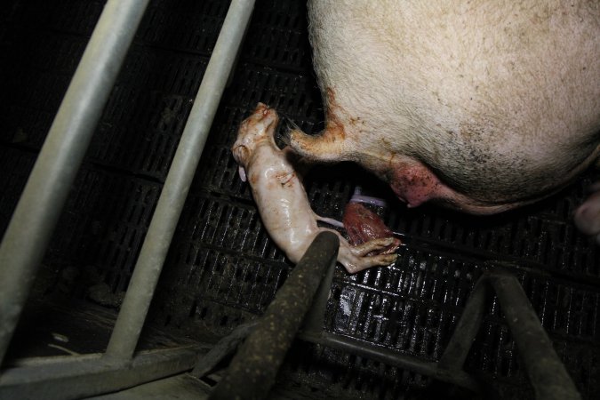 Dead piglet in farrowing crate