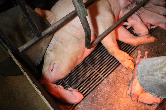 Farrowing crates at Corowa Piggery NSW