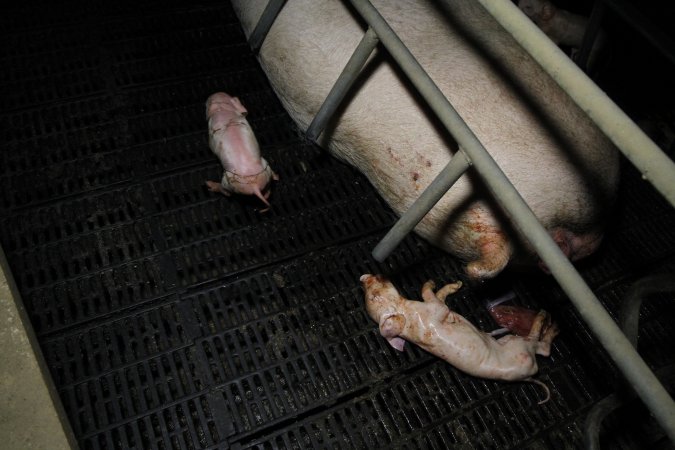 Dead piglet in farrowing crate