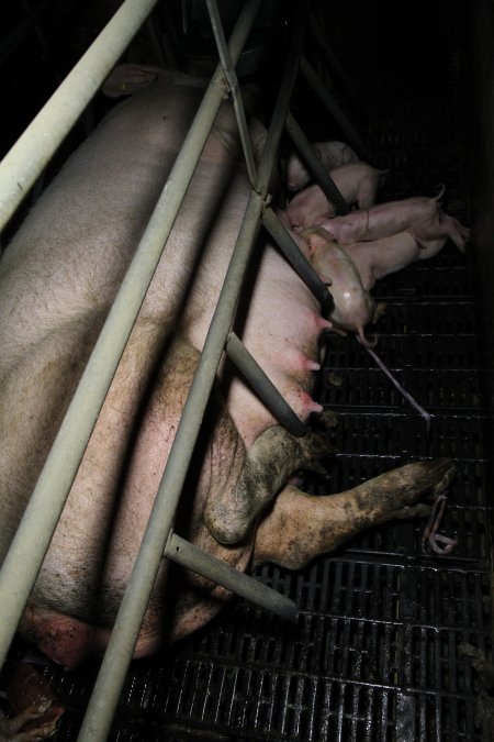 Farrowing crates at Brentwood Piggery QLD