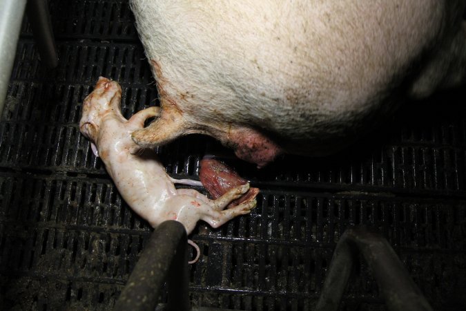 Dead piglet in farrowing crate