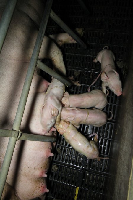 Farrowing crates at Brentwood Piggery QLD