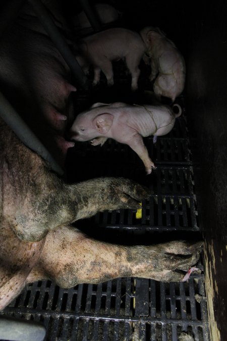 Farrowing crates at Brentwood Piggery QLD