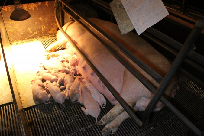 Farrowing crates at Corowa Piggery NSW