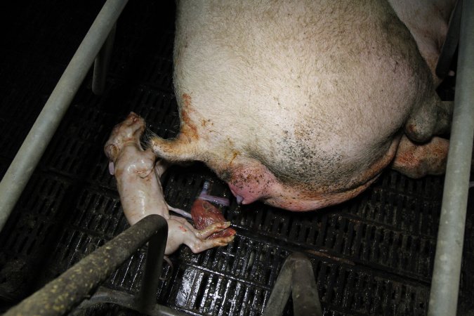 Stillborn piglet in farrowing crate