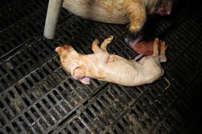 Stillborn piglet in farrowing crate