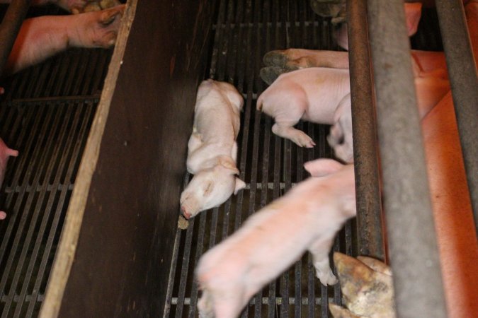Dead piglet in farrowing crate