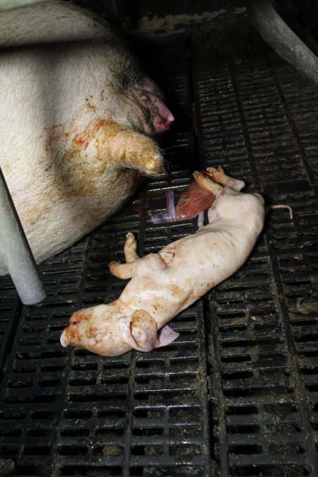 Stillborn piglet in farrowing crate