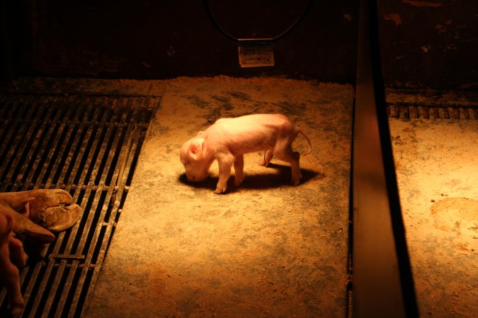 Piglet in farrowing crate