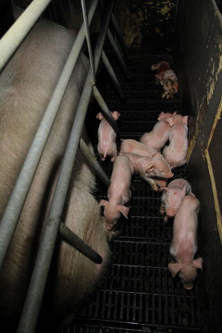 Farrowing crates at Brentwood Piggery QLD