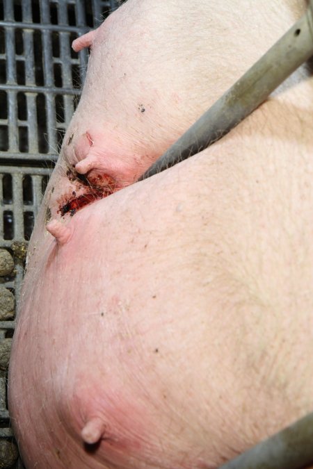 Bars pressing into sow's teats, leaving bloody wound