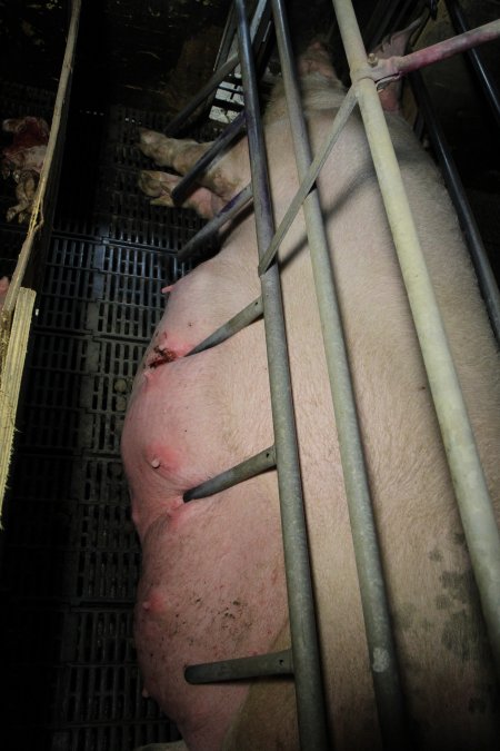 Bars pressing into sow's teats, leaving bloody wound