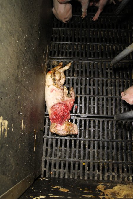 Dead piglet in crate