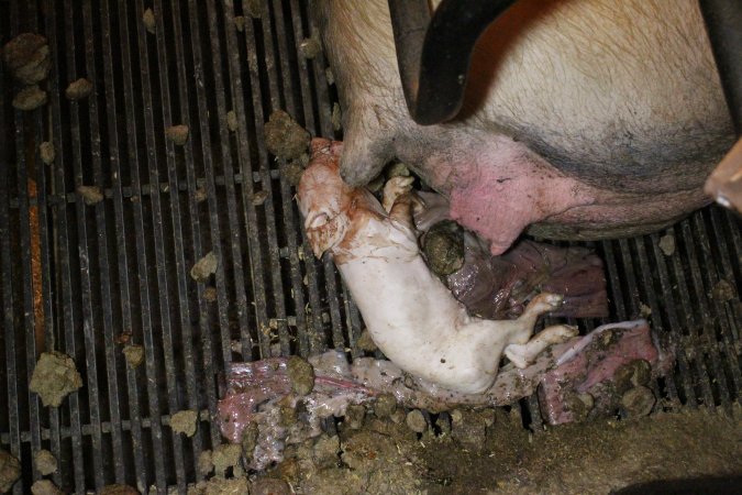 Stillborn piglet