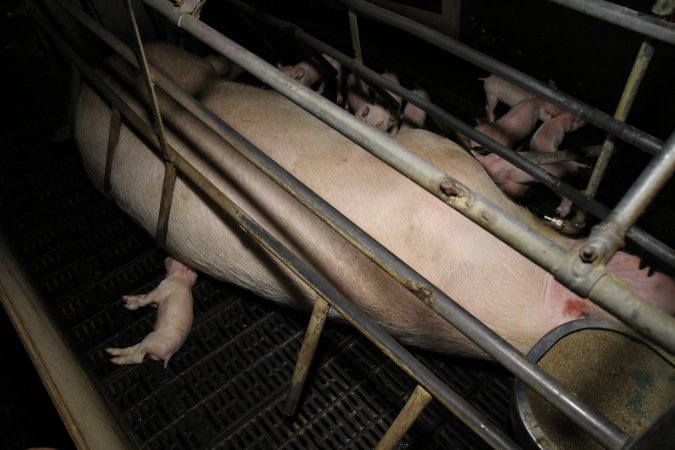 Dead piglet in farrowing crate