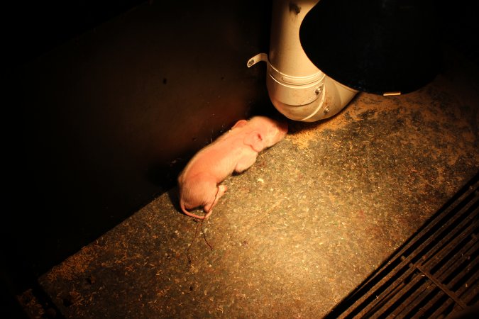 Lone piglet at edge of farrowing crate