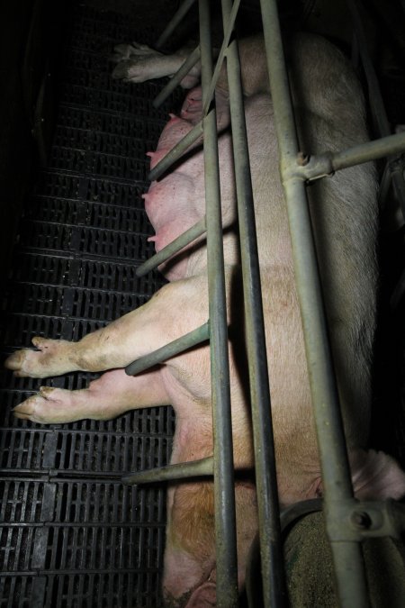 Farrowing crates at Brentwood Piggery QLD